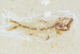 Bargain, Two Cretaceous Fossil Fish (Armigatus) - Lebanon #110840-2